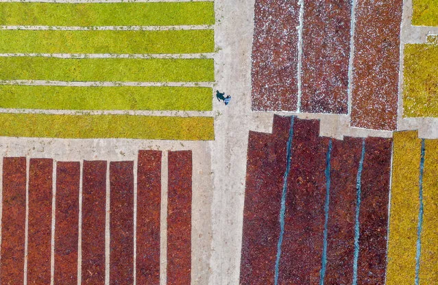 An aerial view of farmers laid out harvested grapes for sun-drying onto a land located in Gediz River Basin in Izmir, Turkiye on August 29, 2023. Producers in the 17.500-square-kilometer Gediz River Basin, which starts from the Menemen district of Izmir and extends to the Sarigol district of Manisa, laid out their grapes, most of which were exported, in the sun to dry. (Photo by Halil Fidan/Anadolu Agency via Getty Images)