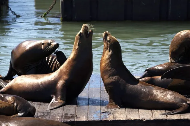 Sea lions are pictured at Pier 39 in San Francisco, the United States on September 11, 2023. (Photo by Xinhua News Agency/Rex Features/Shutterstock)