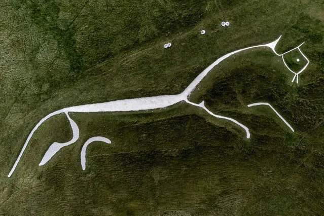 National Trust Uffington White Horseon Wednesday, August 30, 2023, after a phase of refurbishment where erosion and bad weather have caused shrinkage of the Bronze Age chalk carving over the decades. The artwork measures 111-metres long from head to tail and depicts a white horse near the Oxfordshire village of Uffington, UK. (Photo by Ben Birchall/PA Images via Getty Images)