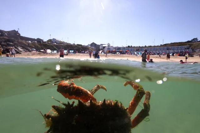 A spider crab is seen near Porthgwidden beach in St Ives, Cornwall, Britain on August 7, 2022. (Photo by Tom Nicholson/Reuters)