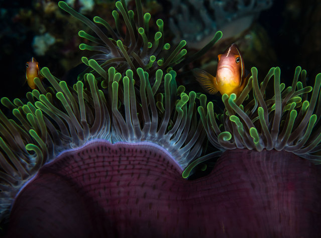 Anemonefish, also known as clownfish, among the protective tentacles of their home. (Photo by Philip Hamilton/The Guardian)