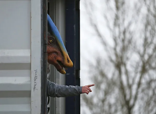 A worker directs the removal of a Parasaurolophus dinosaur from a lorry at Twycross Zoo near Atherstone, central England, March 1, 2013. (Photo by Darren Staples/Reuters)