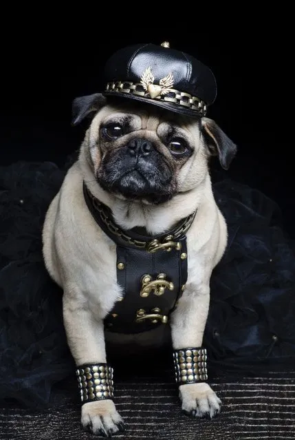 Roxy the pug adopts a leather look for her latest costume. (Photo by Phillip Lauer/Barcroft Media)