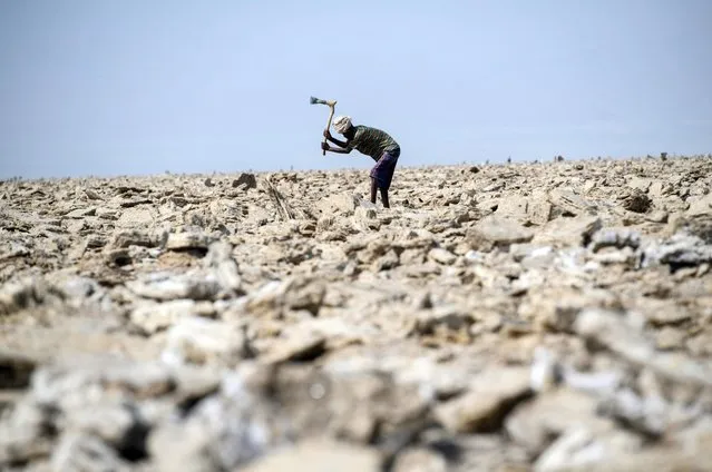 A salt miner works in the heat as he digs out salt blocks by hand in the Danakil Depression on January 22, 2017 in Dallol, Ethiopia. (Photo by Carl Court/Getty Images)