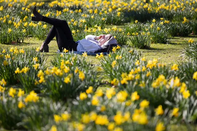 A woman relaxes in the daffodils during sunny spring weather in St James's Park in central London, Britain, 25 February 2019. Reports state that 25 February 2019 is the hottest recorded February day in Britain since records began. It is the first time a temperature of over 20 Celsius (Centigrade) has been recorded in winter. (Photo by Vickie Flores/EPA/EFE)
