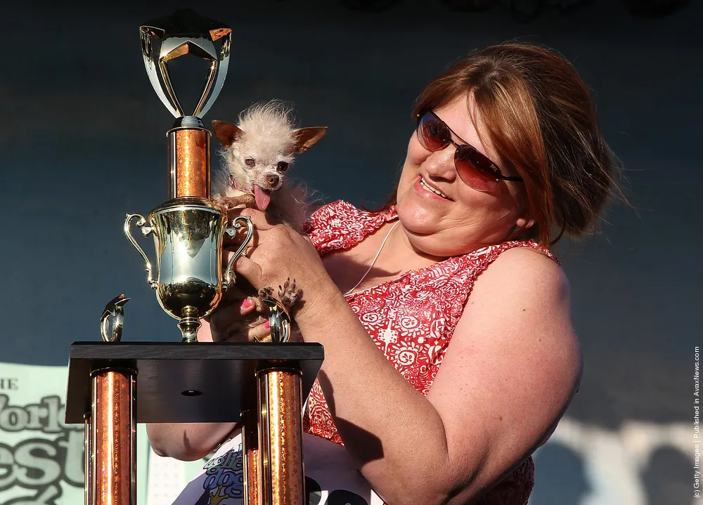 Canines Compete In World's Ugliest Dog Contest