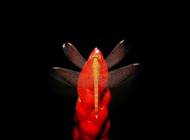 Dragonfly perching on a red button ginger flower (Costus woodsonii) over a black background, taken at a forest reserved in Johor, Malaysia. (Photo by Niney Azman/The Guardian)