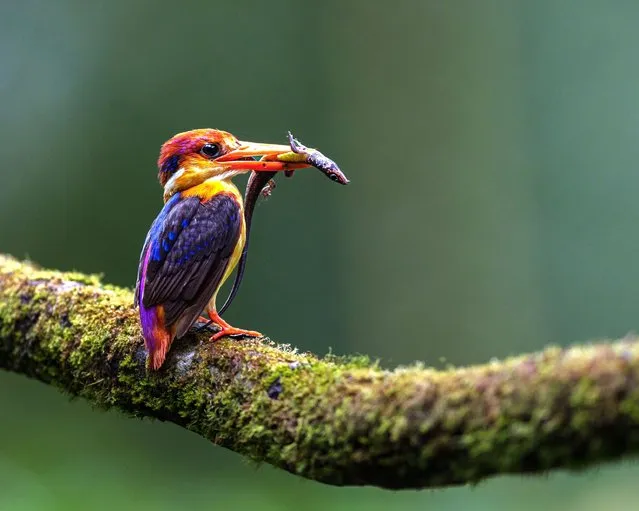 A dwarf kingfisher hunting and catching a gecko, to feed its young in Sri Lanka in the second decade of January 2024. (Photo by Dilshan Abdul-Muthalib/Media Drum Images)