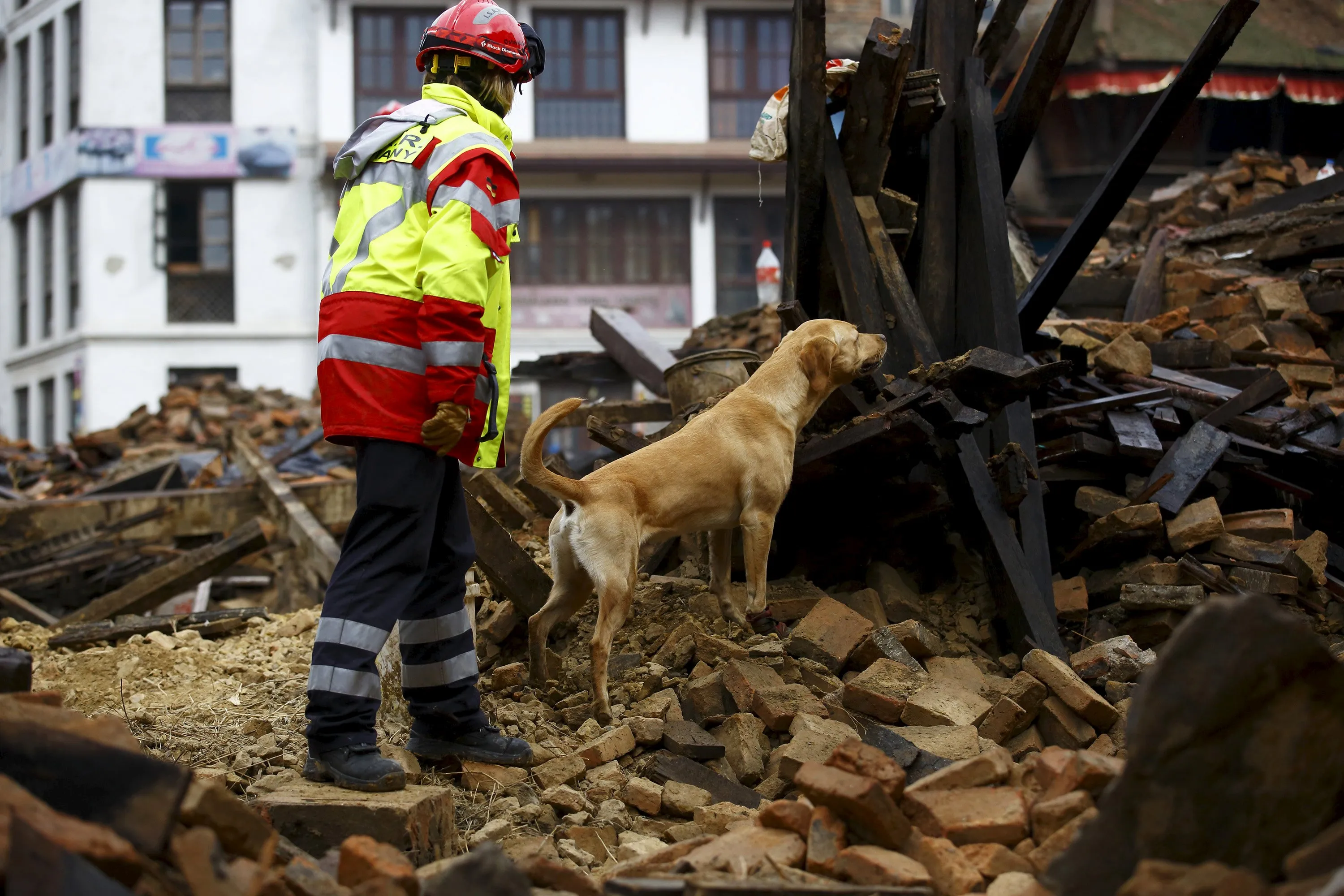 Спасательные работы при землетрясении. Собака спасатель на завалах. Собаки ищут людей под завалами. Собака спасатель землетрясение. Собаки спасатели под завалами.