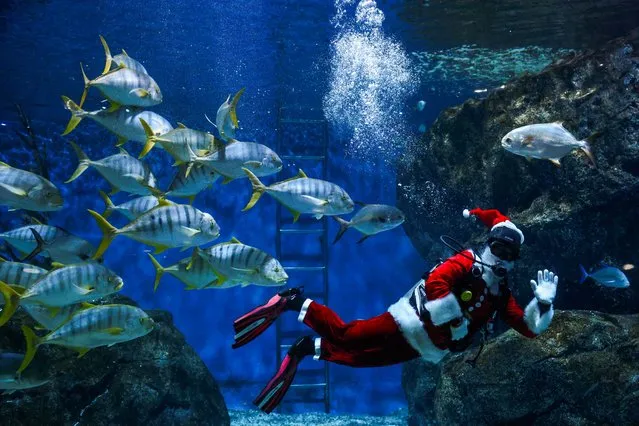 A diver wearing a Santa Claus costume swims with a school of fish to welcome the upcoming Christmas at the Sea Life Bangkok Ocean World aquarium in Bangkok, Thailand on December 19, 2023. (Photo by Chalinee Thirasupa/Reuters)