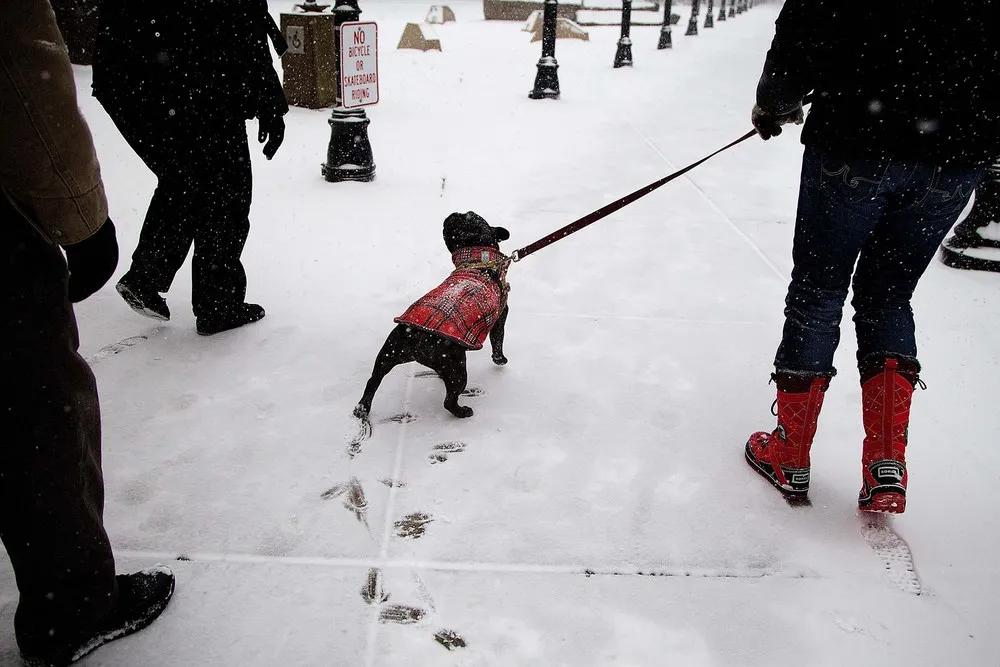 The Week in Pictures: Animals, February 1 – February 7, 2014