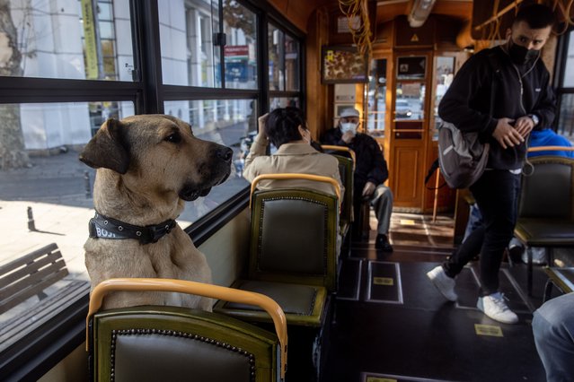 Boji, an Istanbul street dog rides Kadikoy's historic tram on October 21, 2021 in Istanbul, Turkey. Boji, is a regular Istanbul commuter, using the cities public transport systems to get around, some times traveling up to 30 kilometers a day using subway trains, ferries, buses and Istanbuls historic trams. Since noticing the dogs movements the Istanbul Municipality officials began tracking his commutes via a microchip and a phone app. Most day's he will pass through at least 29 metro stations and take at least two ferry rides. He has learnt how and where to get on and off the trains and ferries. As people began to notice him as a regular on their daily travel routes and since the tracking app begun Boji's travels have made him an internet sensation. (Photo by Chris McGrath/Getty Images)