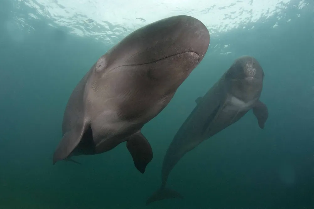 “Smiley” False Killer Whale