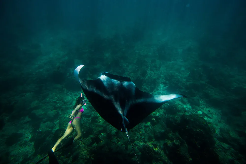 An Adventurer Swims with Manta Ray
