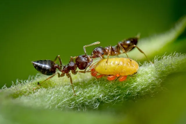 Winner; Mutualism. Thane, India. The mutualistic relationship between ant and aphid. The ants consume honeydew excreted by a yellow aphid, and in return the ants protect the aphid from other organisms such as red mites. (Photo by Vishwanath Birje/Royal Society of Biology Photography Competition)