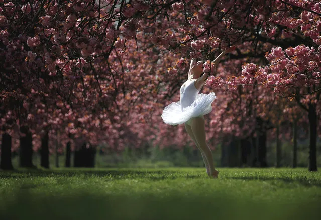 A dancer poses for her own photographer in front of pink cherry tree blossoms during a sunny spring morning at the Parc de Sceaux gardens near Paris, France, April 12, 2019. (Photo by Christian Hartmann/Reuters)