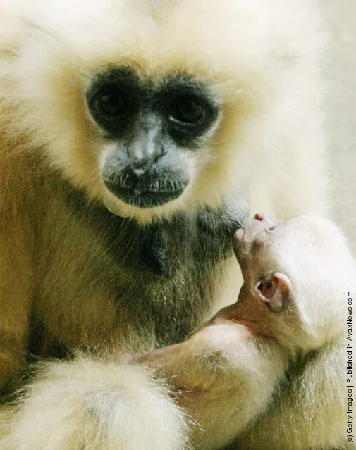 Newborn White-Cheeked Gibbon Nomascus