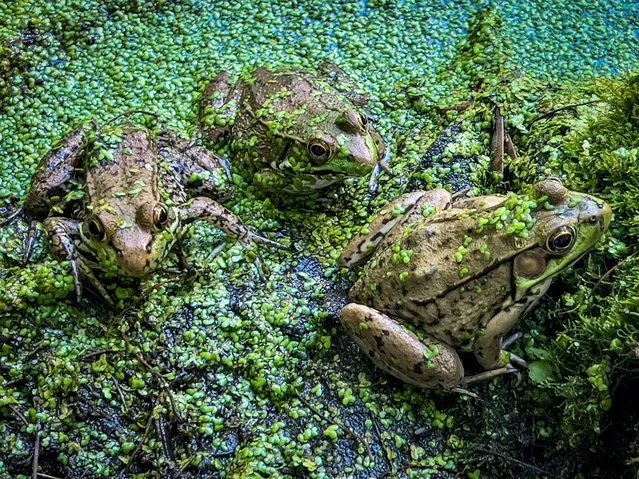 Frogs at the United States National Arboretum in Washington, DC, on June 5, 2022. (Photo by Daniel Slim/AFP Photo)