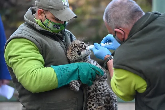 One of the 10-week young Persian leopard cubs is given medicine by the vet at Budapest Zoo on November 18, 2021. (Photo by Attila Kisbenedek/AFP Photo)