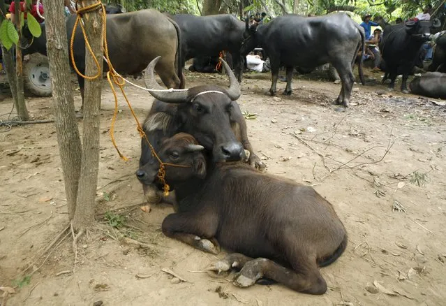 Carabaos rest before the start of the annual Carabao Festival in Pulilan, Bulacan in northern Philippines May 14, 2015. (Photo by Lorgina Minguito/Reuters)