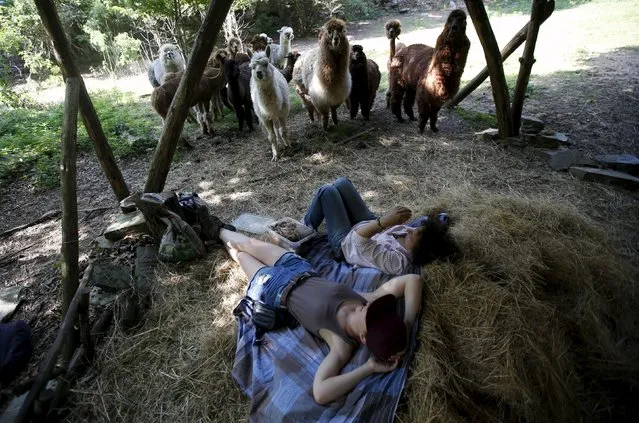 Lisa Vella-Gatt (R), 46, and volunteer Katharina Bartelmann rest next to the alpacas near Benfeita, Portugal May 11, 2015. (Photo by Rafael Marchante/Reuters)