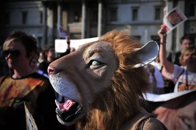 A protester wearing a lion mask takes part in a march in central London on March 15, 2014, against the shooting of lions in canned hunting. Canned hunting involves releasing the lions into a confined area with no escape, and then allowing hunters to take home a lion head or skin as a memento from their kill. (Photo by Carl Court/AFP Photo)