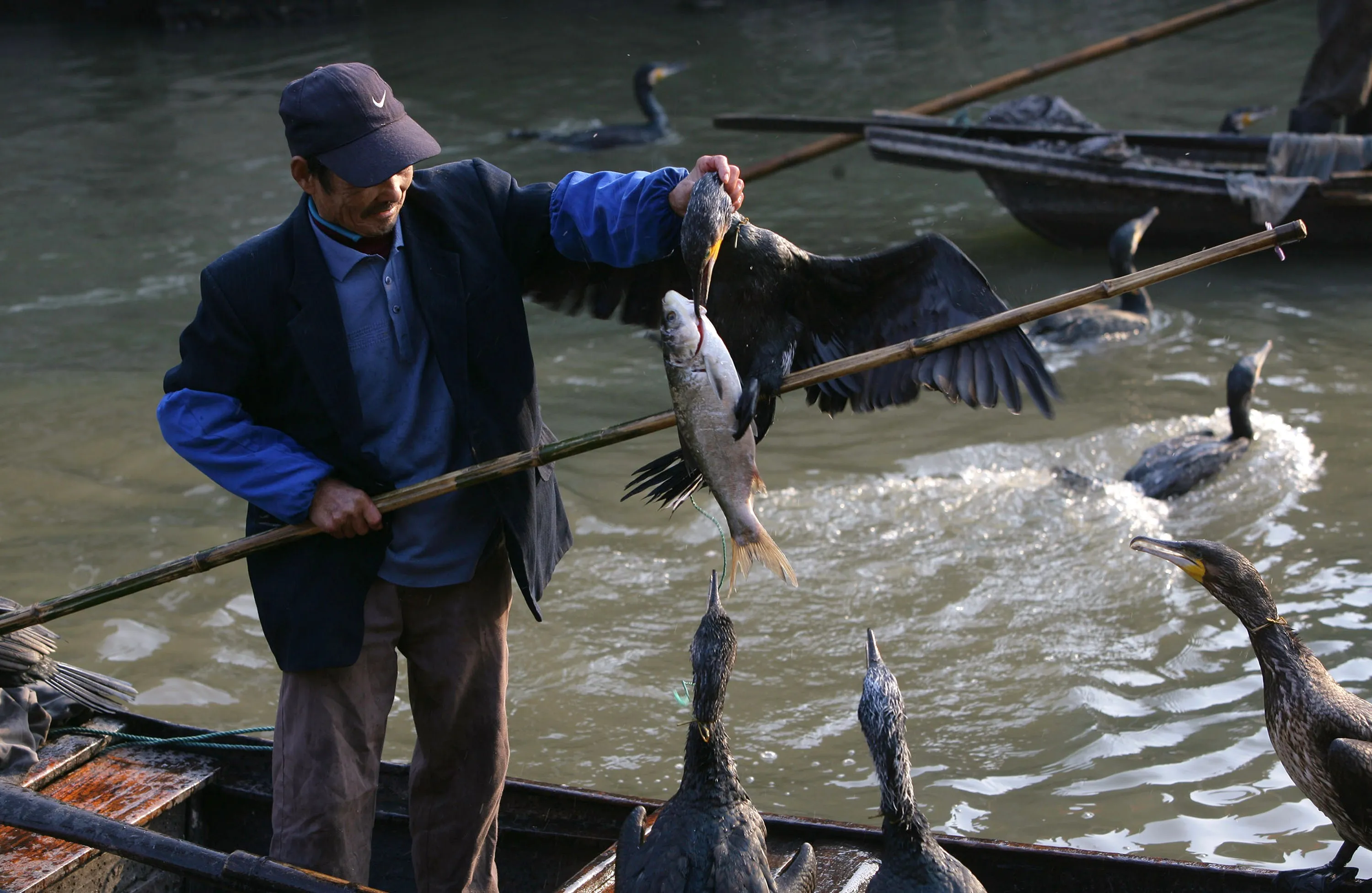Ловите рыбу с помощью. Рыбалка с бакланами в Китае. Рыбалка с бакланами в Японии. Ловля рыбы с бакланами в Китае. Охота с бакланами в Китае.