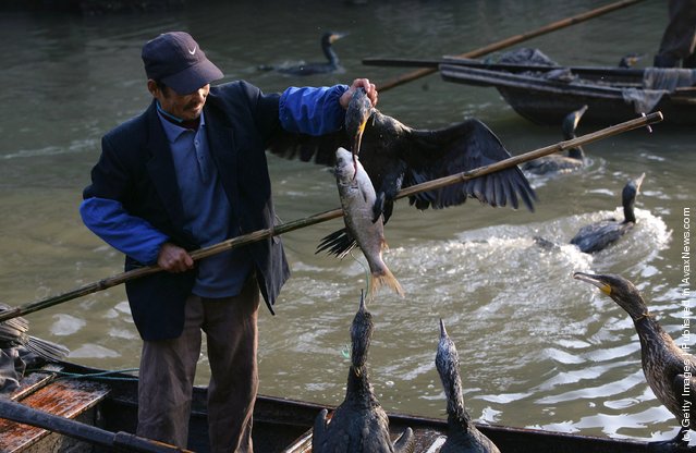 Cormorant Fishing
