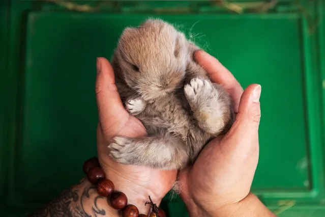 Cai Xuning, 36, takes care of pet rabbits at PET ZONE pet store on January 17, 2023 in Wuhan, Hubei Province, China. Pet rabbit breeder and PET ZONE store owner Cai Xuning is seeing an increase in interest in pet rabbits, as China prepares to welcome the Spring Festival on January 22, ushering in the Year of the Rabbit. (Photo by Getty Images)