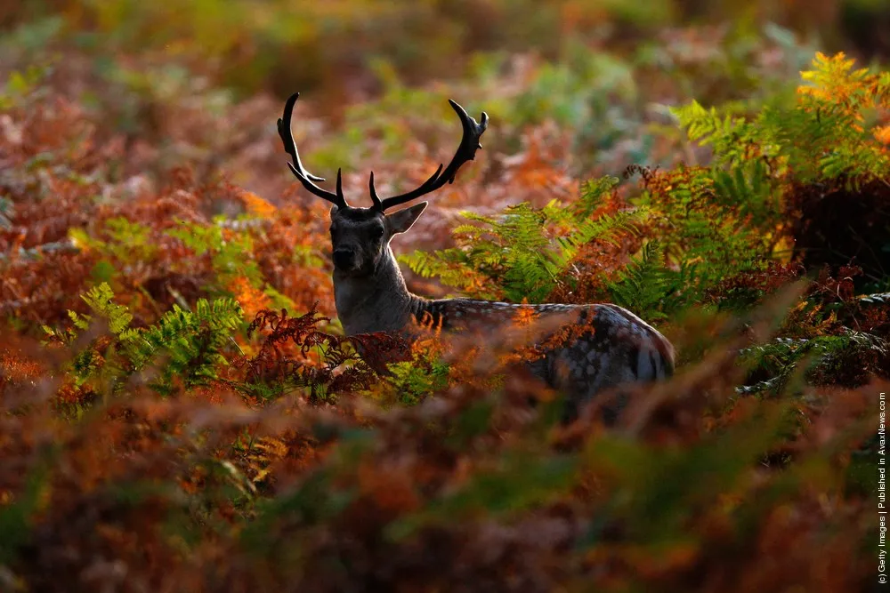 Autumn Deer Rut In Richmond Park