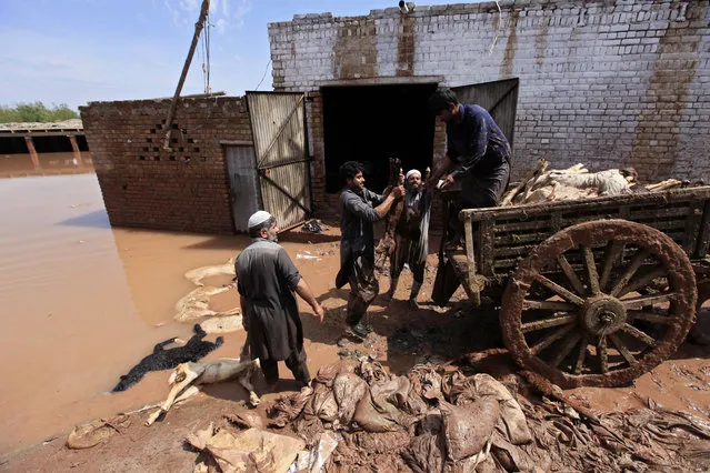 People collect corps of dead sheep from their flooded farm house, on the outskirts of Peshawar, the provincial capital of Khyber-Pakhtunkhwa province, Pakistan, April 4, 2016. At least 53 people were killed in floods triggered by torrential rains in Pakistan's Khyber-Pakhtunkhwa province and Gilgit-Baltistan. (Photo by Arshad Arbab/EPA)