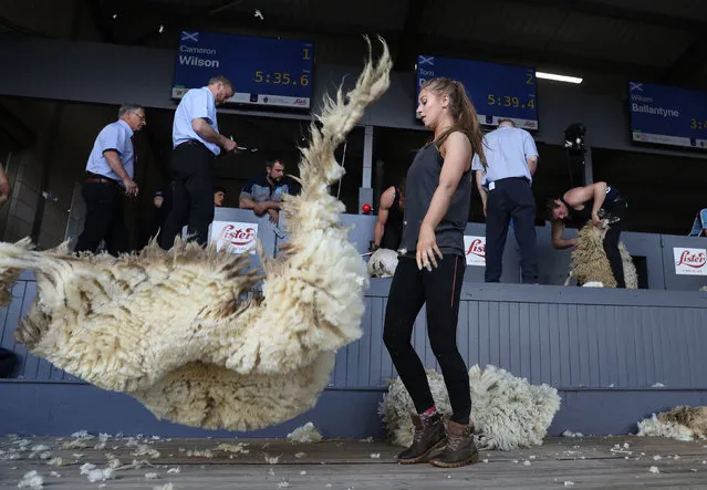 A young farmers sheep shearing competition at the Royal Highland Show in Edinburgh, England on June 22, 2019. (Photo by Andrew Milligan/PA Wire Press Association)