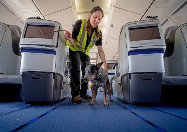 A picture made available on 18 April 2016 shows dog handler Marisa Manzano and the Australian Cattle Dog “Jack” searching for bed bugs on board a Boeing 747 in Frankfurt am Main, Germany, 10 April 2016. The airport operator Fraport keeps a dog squad specialized in detecting bed bugs. (Photo by Alexander Heinl/EPA)