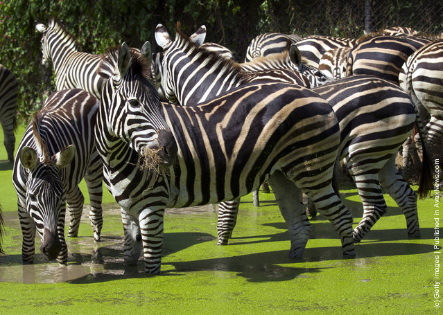 Zebras stand in the recently flooded Safari Park located at Safari World in Bangkok, Thailand