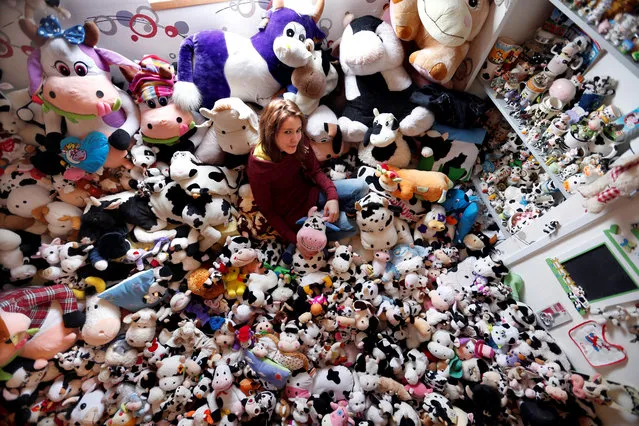 French Model Emeline Duhautoy poses with her collection of 1,679 stuffed toy cows she has been collecting for over seven years at her home in Saint-Omer, northern France, March 12, 2017. (Photo by Charles Platiau/Reuters)
