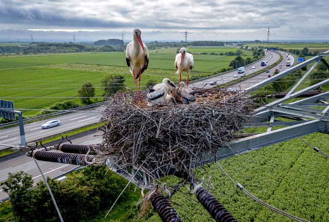 A stork family nests on a power pole above a highway in the outskirts of Frankfurt, Germany, Thursday, May 16, 2024. (Photo by Michael Probst/AP Photo)