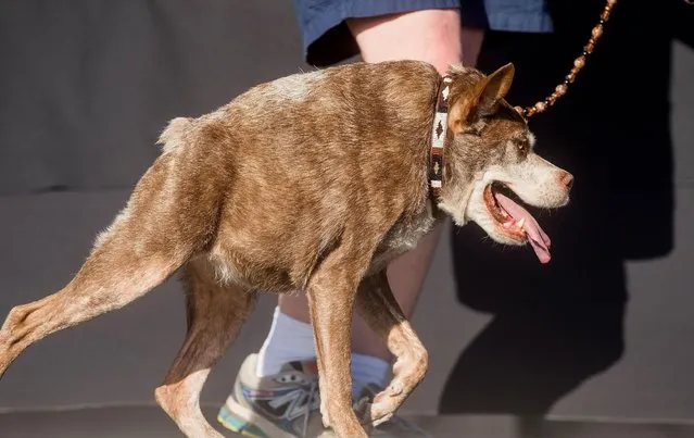 Quasi Modo wins top honors in the World's Ugliest Dog Contest at the Sonoma-Marin Fair on Friday, June 26, 2015, in Petaluma, Calif. (Photo by Noah Berger/AP Photo)