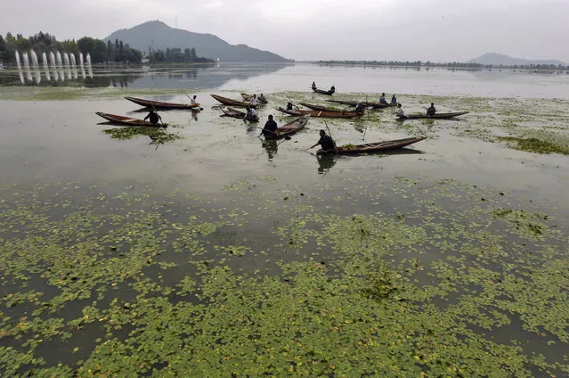 Kashmiri men in boats manually collect weeds from the polluted waters of Dal Lake, covered by aquatic plants in Srinagar September 8, 2012. (Photo by Fayaz Kabli/Reuters)