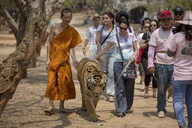 A monk walks along with a visitor who has paid to walk a tiger on a leash, at Tiger Temple in Kanchanaburi, Thailand, March 16, 2016. The 15 or so monks who live on the grounds have little to do with the tigers beyond occasionally posing with them for tourists. (Photo by Amanda Mustard/The New York Times)