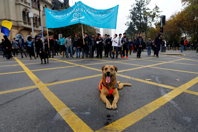 A dog lies on the ground as student protesters gather during a demonstration to demand changes in the education system in Santiago, Chile, May 5, 2016. (Photo by Ivan Alvarado/Reuters)