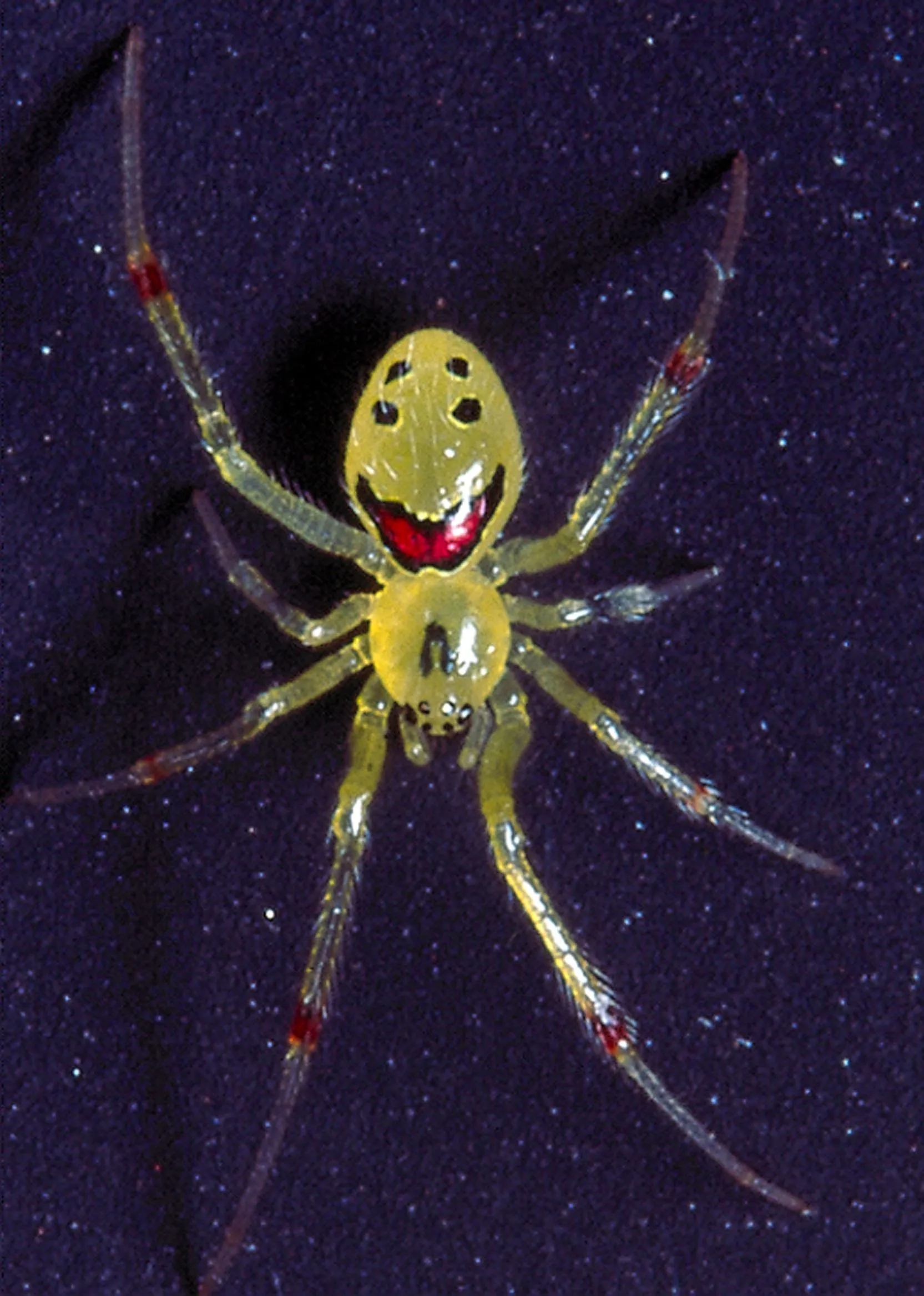 Theridion grallator на Гавайях