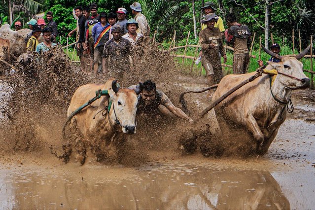 A man participates in a traditional Pacu Jawi cow race at Nagari Labuah, in Tanah Datar of West Sumatra, Indonesia, February 12, 2022. The Pacu Jawi is held annually in muddy rice fields to celebrate the end of the harvest season. (Photo by Xinhua News Agency/Rex Features/Shutterstock)