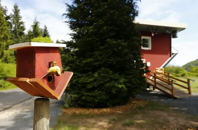 A birdhouse is seen outside the “Crazy House”, which is completely built upside-down, in the village of Affoldern near the Edersee lake, May 7, 2014. Three friends came up with the idea to build the tourist attraction, which cost about 200,000 euros and took some six weeks to complete. (Photo by Kai Pfaffenbach/Reuters)