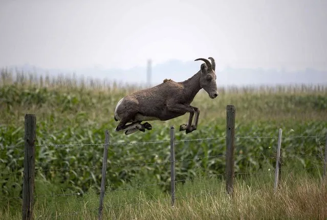 A mountain goat jumps over a fence on a farm in Walhachin, British Columbia on Sunday, August 15, 2021. (Photo by Darryl Dyck/The Canadian Press via AP Photo)