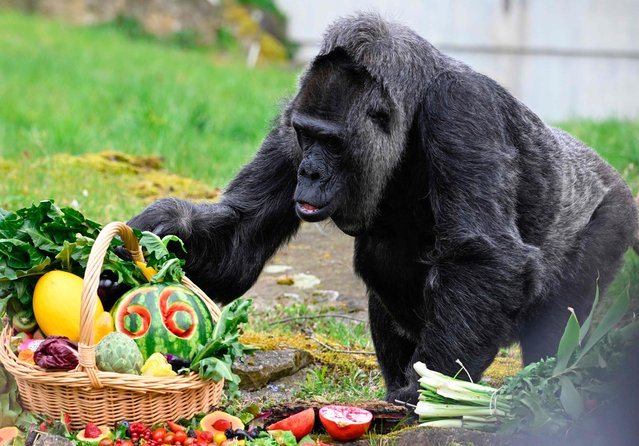 A female Gorilla named Fatou receives a basket of fruit to mark her 66th birthday at the Berlin Zoo on April 13, 2023. Fatou is said to be the oldest Gorilla in the world. (Photo by Tobias Schwarz/AFP Photo)