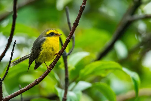 Cute and beautiful yellow-bellied fairy-fantail perching on a branch, Thailand. (Photo by Phichak/Alamy Stock Photo)