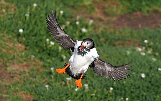 Puffins on Thursday, July 25, 2024 on Saltee Island off Co Wexford, one of Ireland's major bird sanctuaries, home to puffins, gannets, guillemots, razorbills, cormorants, great black-backed gulls, kittiwakes and manx shearwaters. (Photo by Niall Carson/PA Images via Getty Images)