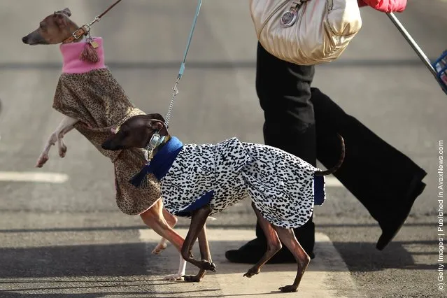 Two Italian Greyhounds arrive on Day one of Crufts at the Birmingham NEC Arena