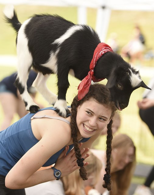 Freshman Elannah Looney performs yoga with goats from Goat Yoga Nashville on Chamberlain Field at UT Chattanooga for the first week of classes on Wednesday, August 21, 2024, Nashville, Tenn. (Photo by Matt Hamilton/Chattanooga Times Free Press via AP Photo)