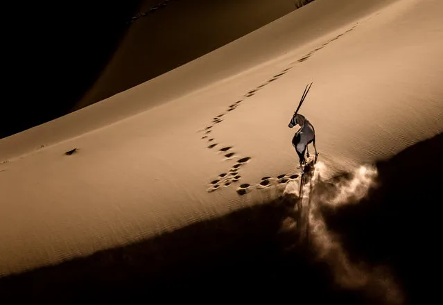 “Oryx at the Dune Top”. In the afternoon, it was so hot at the bottom of the dune that the oryx ran to the dune top for coolness. When getting to the top , the oryx stopped and posed for me to capture a shot. Photo location: Sossusvlei, Namibia. (Photo and caption by Bo Fu/National Geographic Photo Contest)